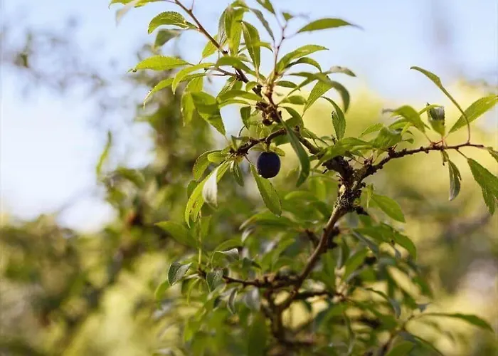 Сasa de vacaciones Fy339-martofte-fynshovedvej-786